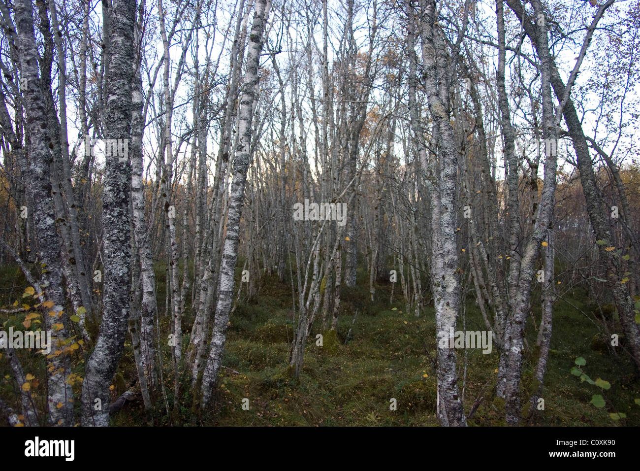 Silver birch woods hires stock photography and images Alamy