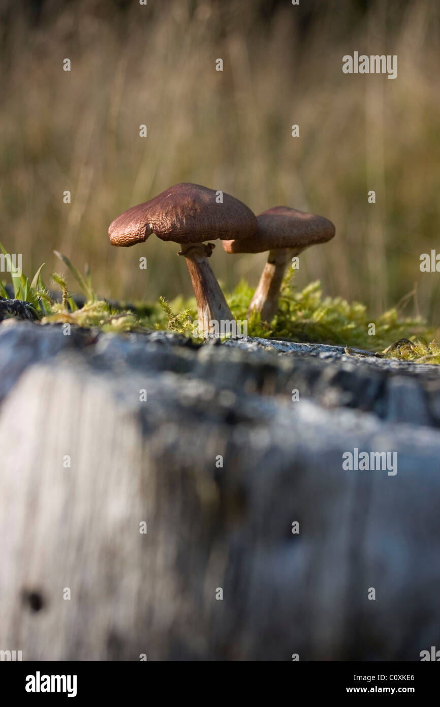 Fungi growing on rock hires stock photography and images Alamy
