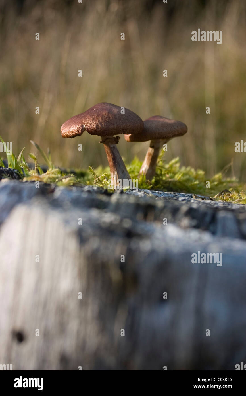 Mushrooms growing on a rock Stock Photo