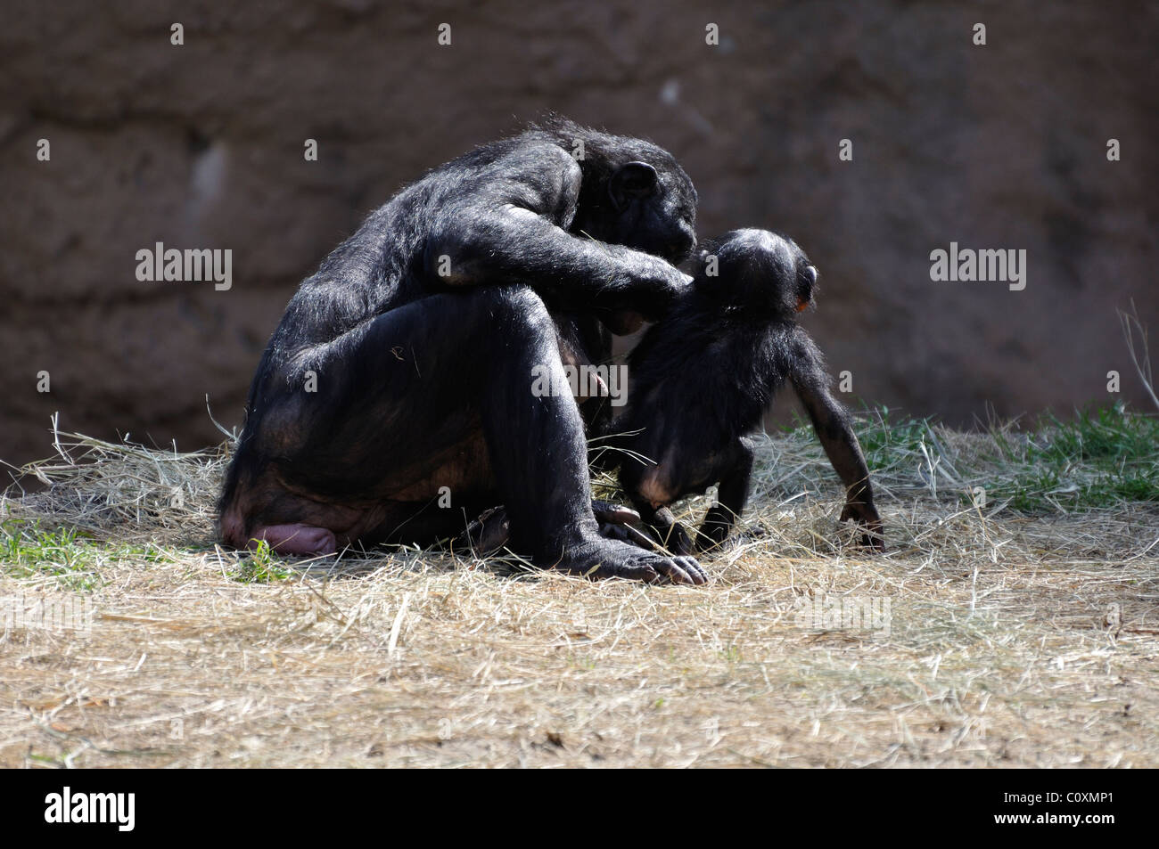 Chimpanzee family Stock Photo