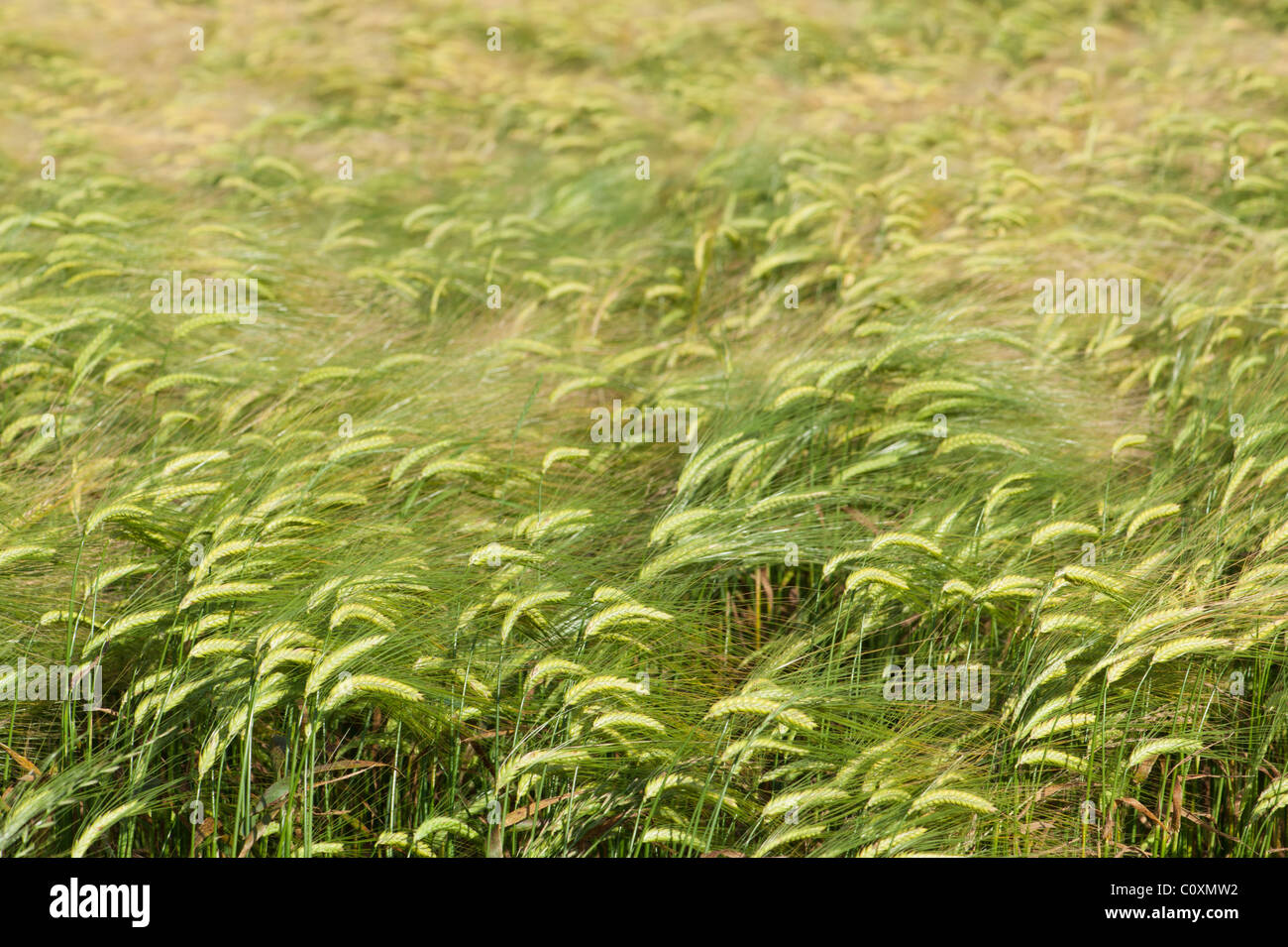 Green wheat field background. Copyspace in upper blurred part. Focus on lower plants. Stock Photo