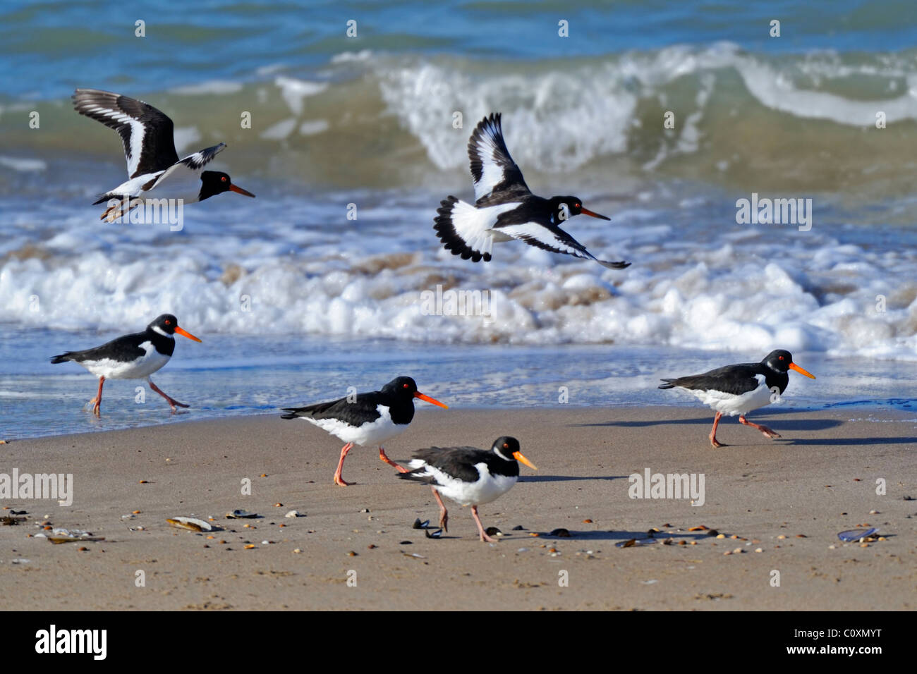 Six Oystercatchers (Haematopus ostralegus) on the beach Stock Photo