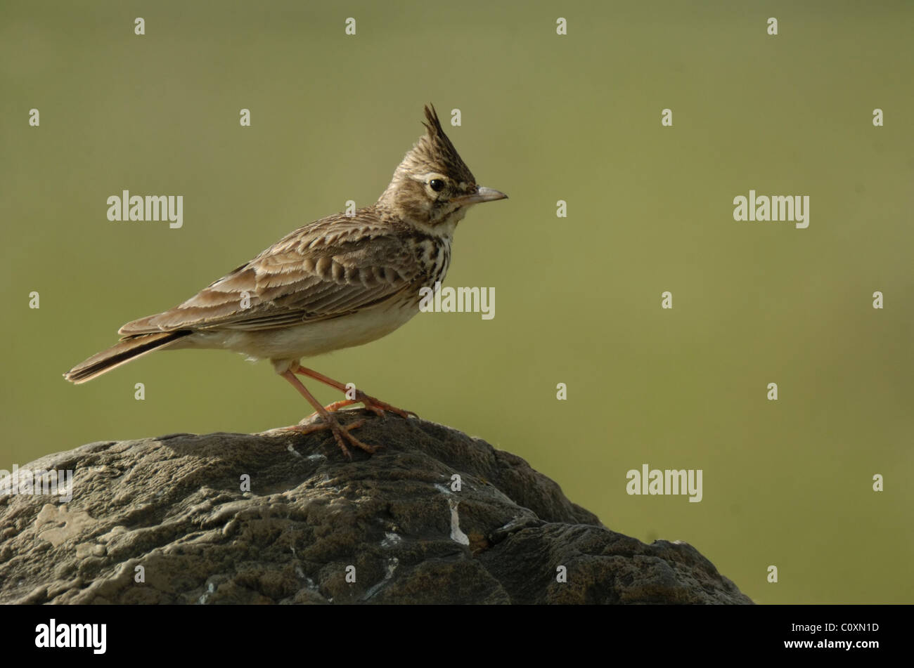 Crested Lark  (Galerida cristata) perched on a rock Stock Photo