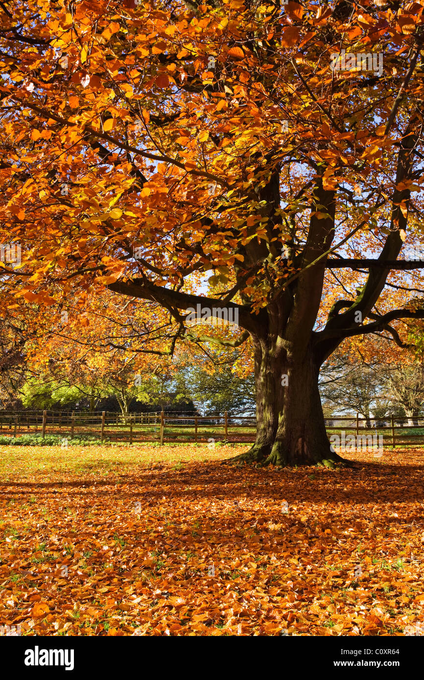 Beech Tree (Fagus sylvatica) displaying autumn colours. Baysgarth Park, Barton-upon-Humber, North Lincolnshire, UK Stock Photo