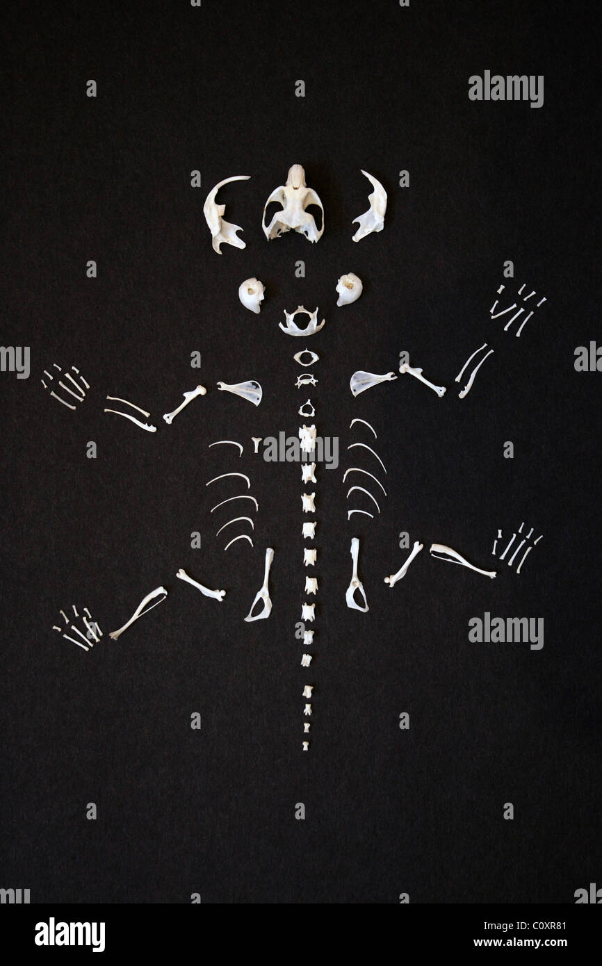 Field (a.k.a Short-tailed) Vole Microtus agrestis Skeleton Arranged From Bones Removed From A Barn Owl Pellet Stock Photo