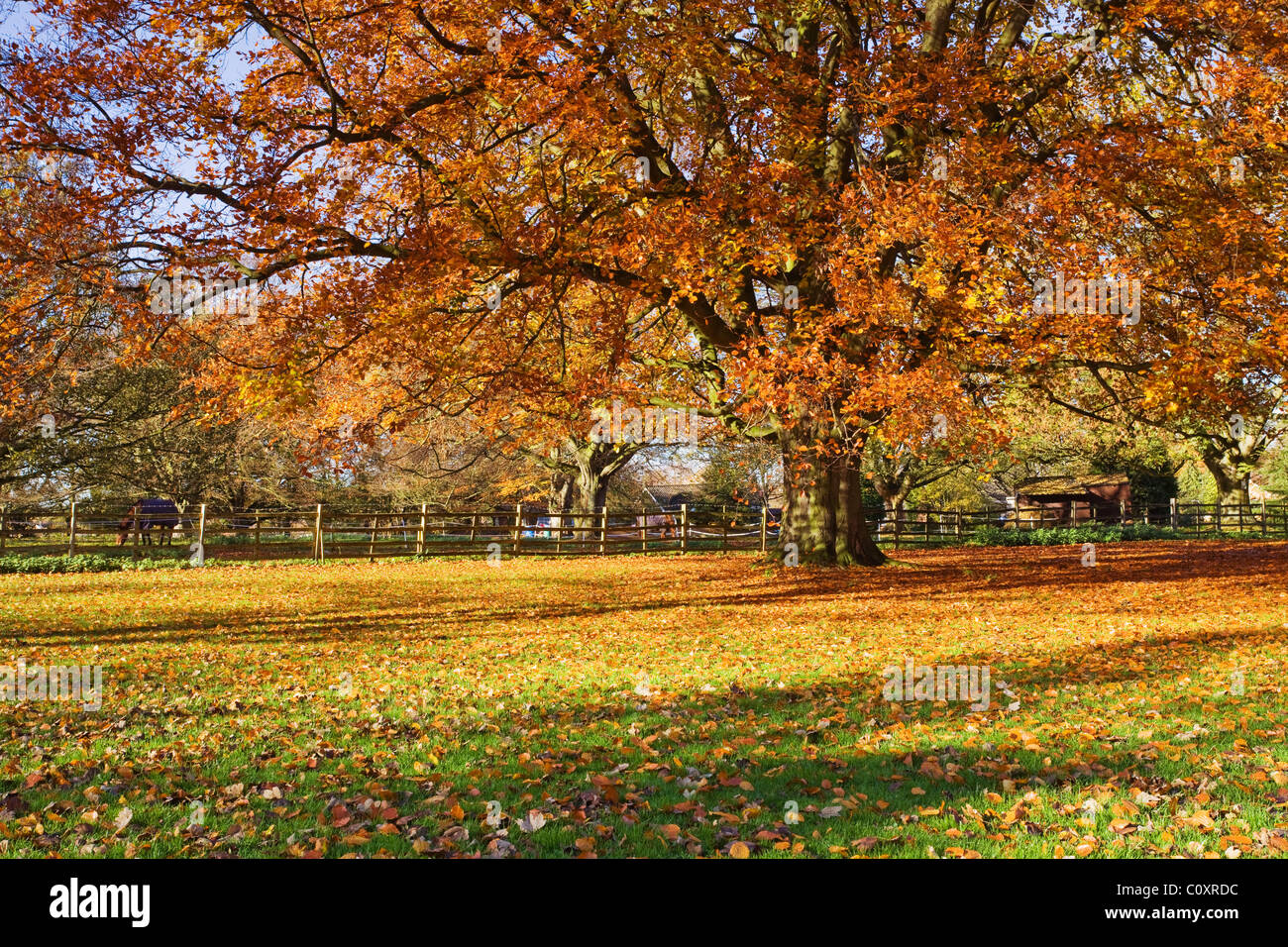 Beech Tree (Fagus sylvatica) displaying autumn colours. Baysgarth Park, Barton-upon-Humber, North Lincolnshire, UK Stock Photo