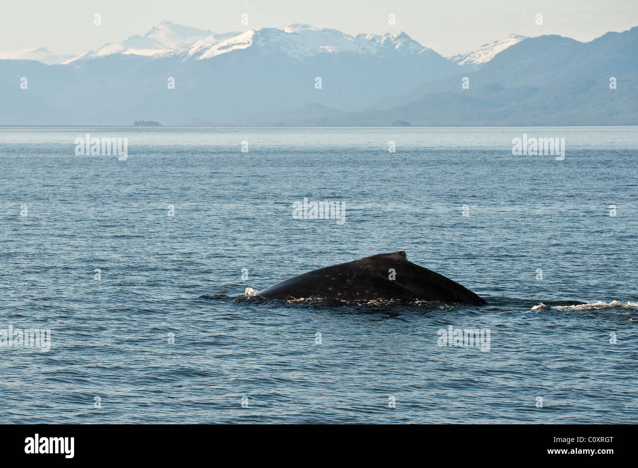 Alaska. Humpback whales (Megaptera novaeangliae) in the Five Finger Islands area of Frederick Sound, Southeast Alaska. Stock Photo