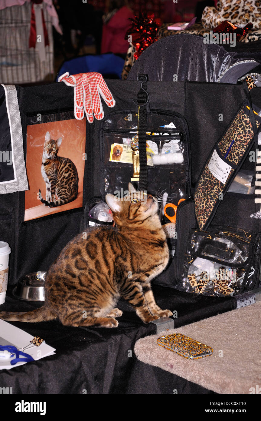 Cat show, Waco, Texas, USA Stock Photo