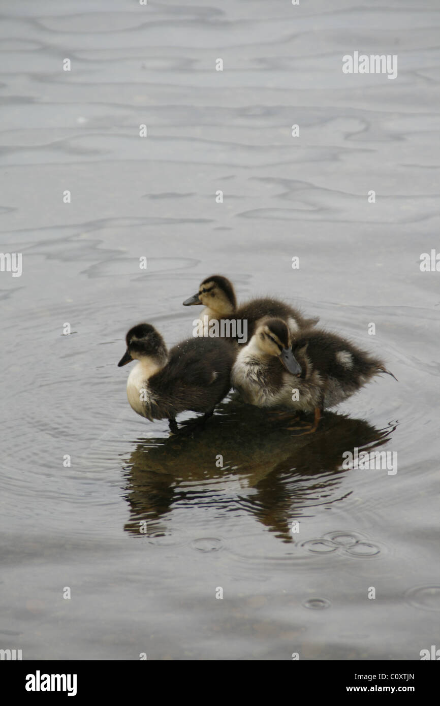 Ducklings on straw hi-res stock photography and images - Alamy