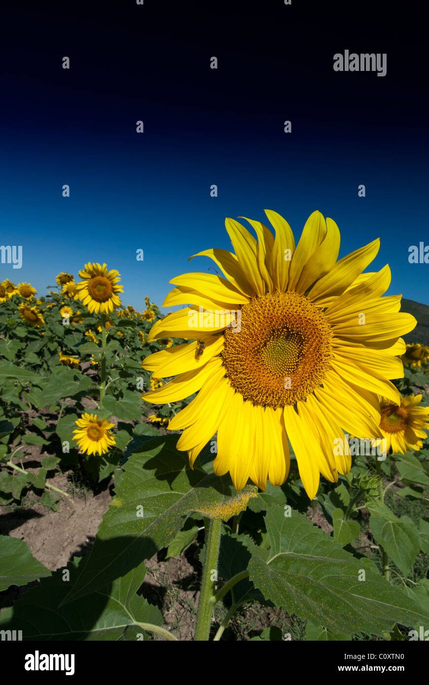 Bright Colors of a Sunflowers Field in Tuscany, Italy Stock Photo - Alamy