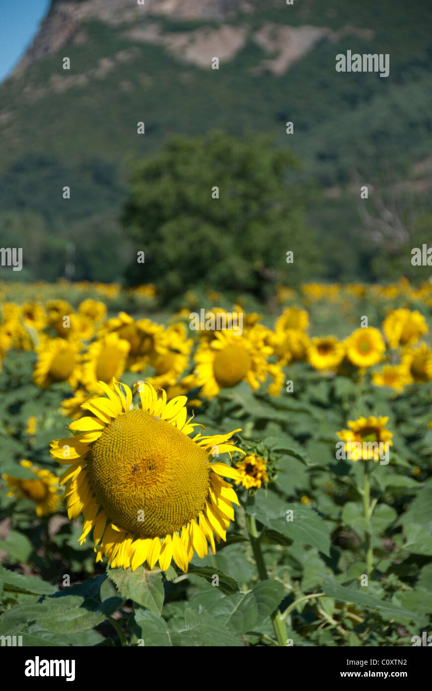 Gorgeous Sunflowers Field in the Tuscan Countryside, Italy Stock Photo ...