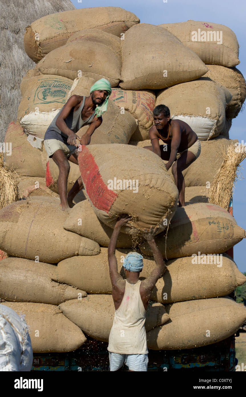 Workers manually loading sacks on to a lorry, near Bodh Gaya, Bihar, India Stock Photo