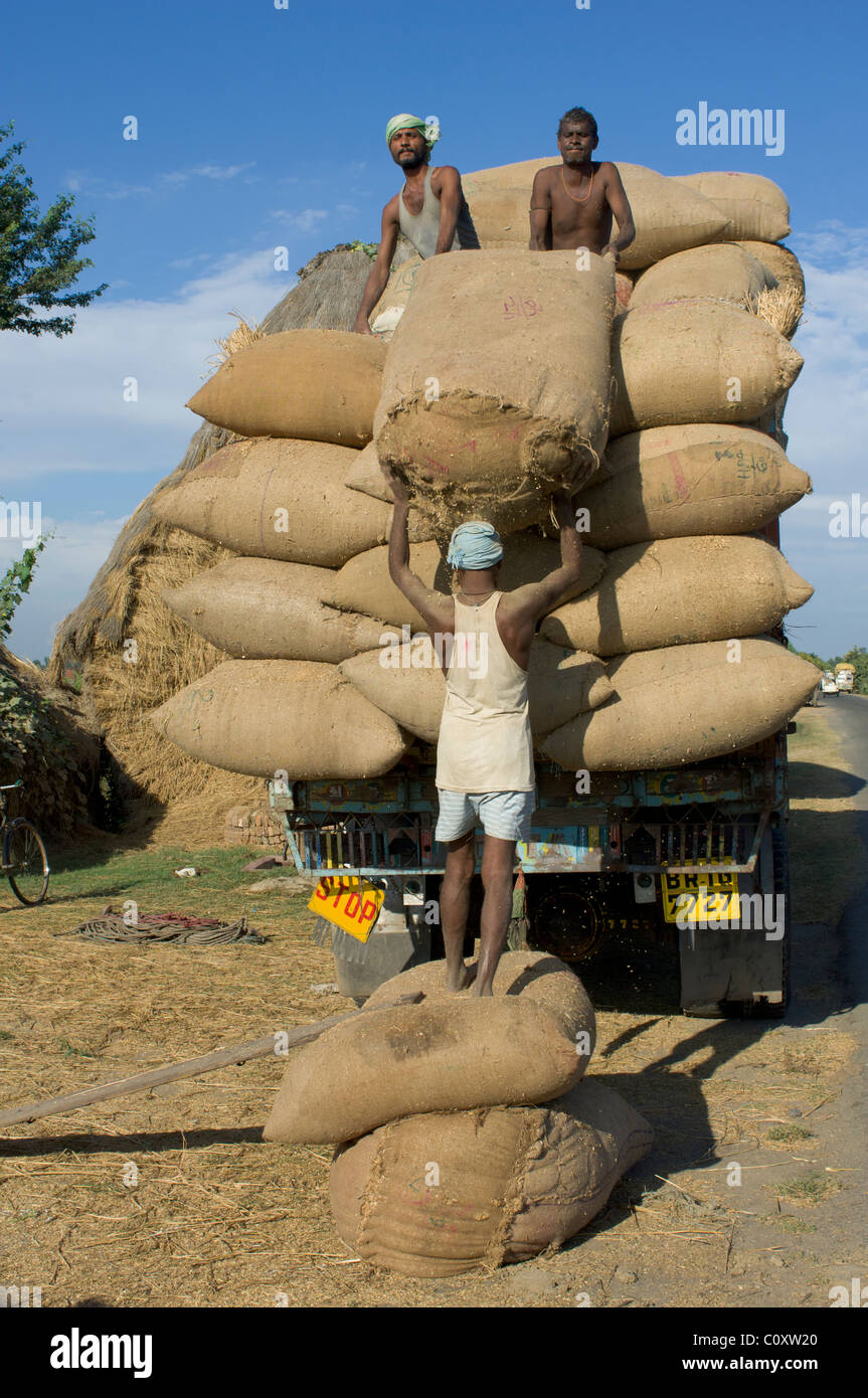 Workers manually loading sacks on to a lorry, near Bodh Gaya, Bihar, India Stock Photo