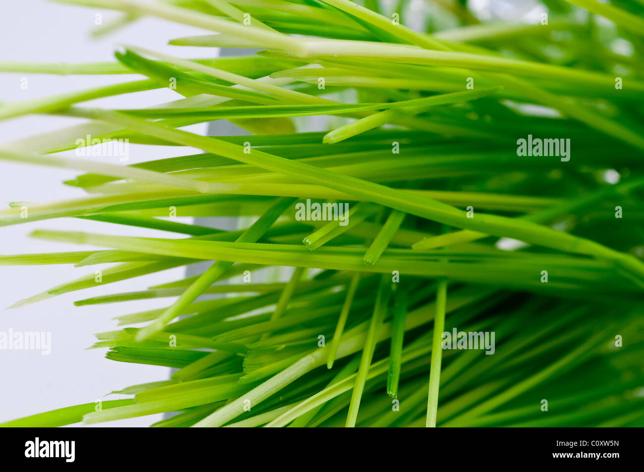 Green grass with dew drops Stock Photo - Alamy