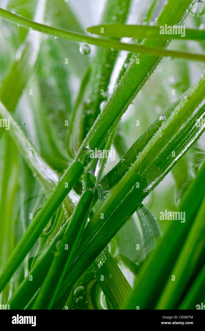 Green grass with dew drops Stock Photo - Alamy