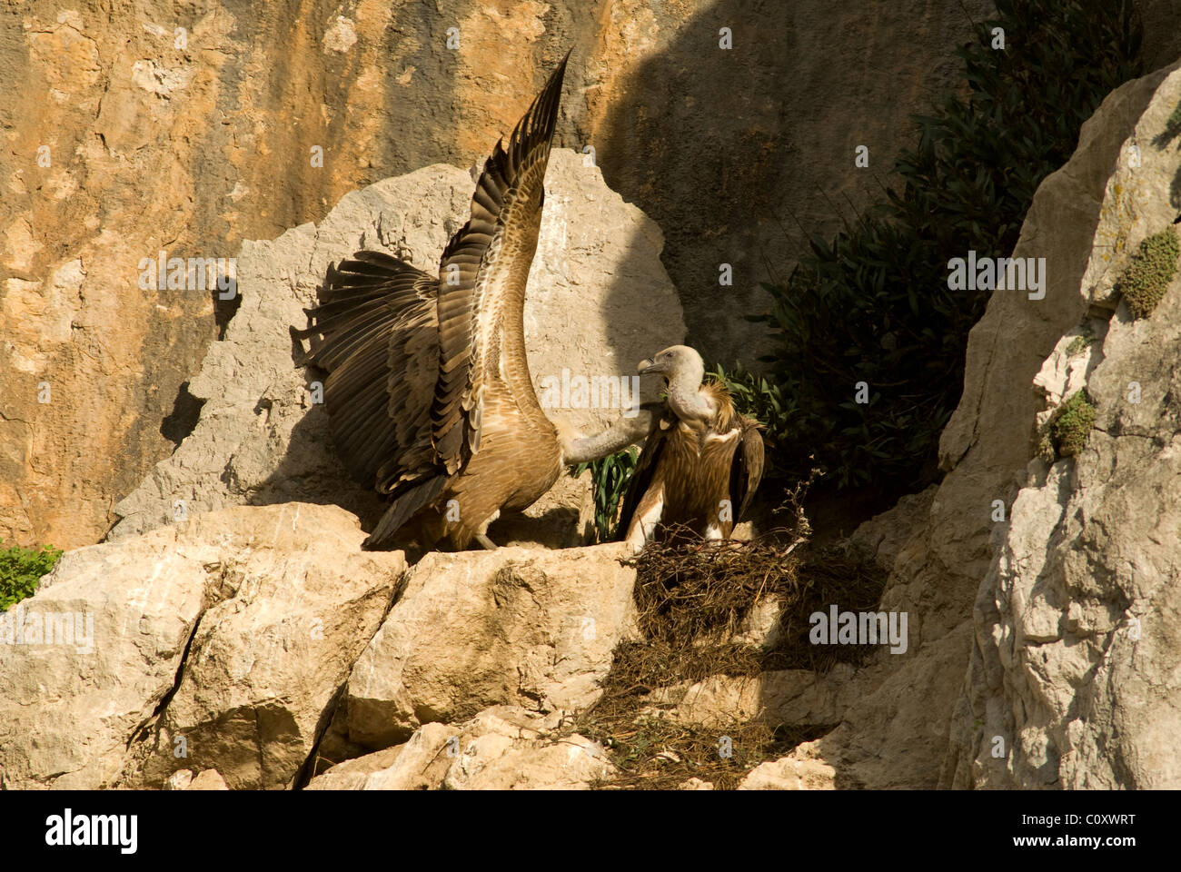 Griffon Vultures in nest fighting during attempts by the male to mate with the female Stock Photo