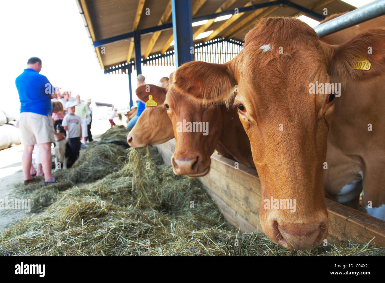 cattle in a cowshed in a suffolk farm ready for milking Stock Photo
