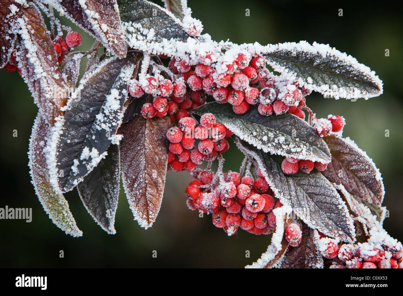 Cotoneaster berries and leaves covered in frost Stock Photo