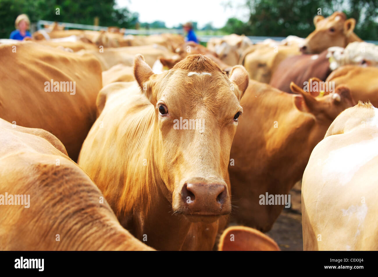 Herd of cows in a pen in a UK farm awaiting milking by the farmer Stock Photo