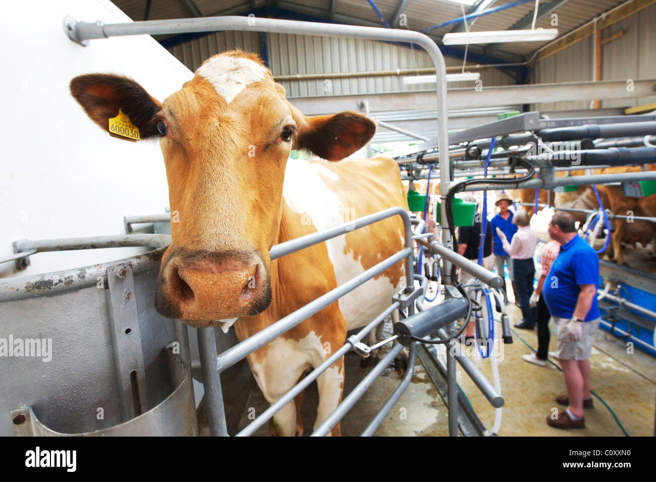 British Jersey cow ready for milking in a milking shed in Suffolk Stock Photo