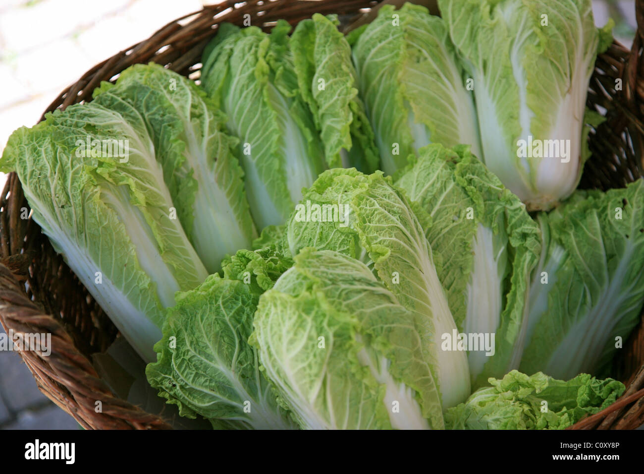 A basket full of Chinese cabbage salad Stock Photo