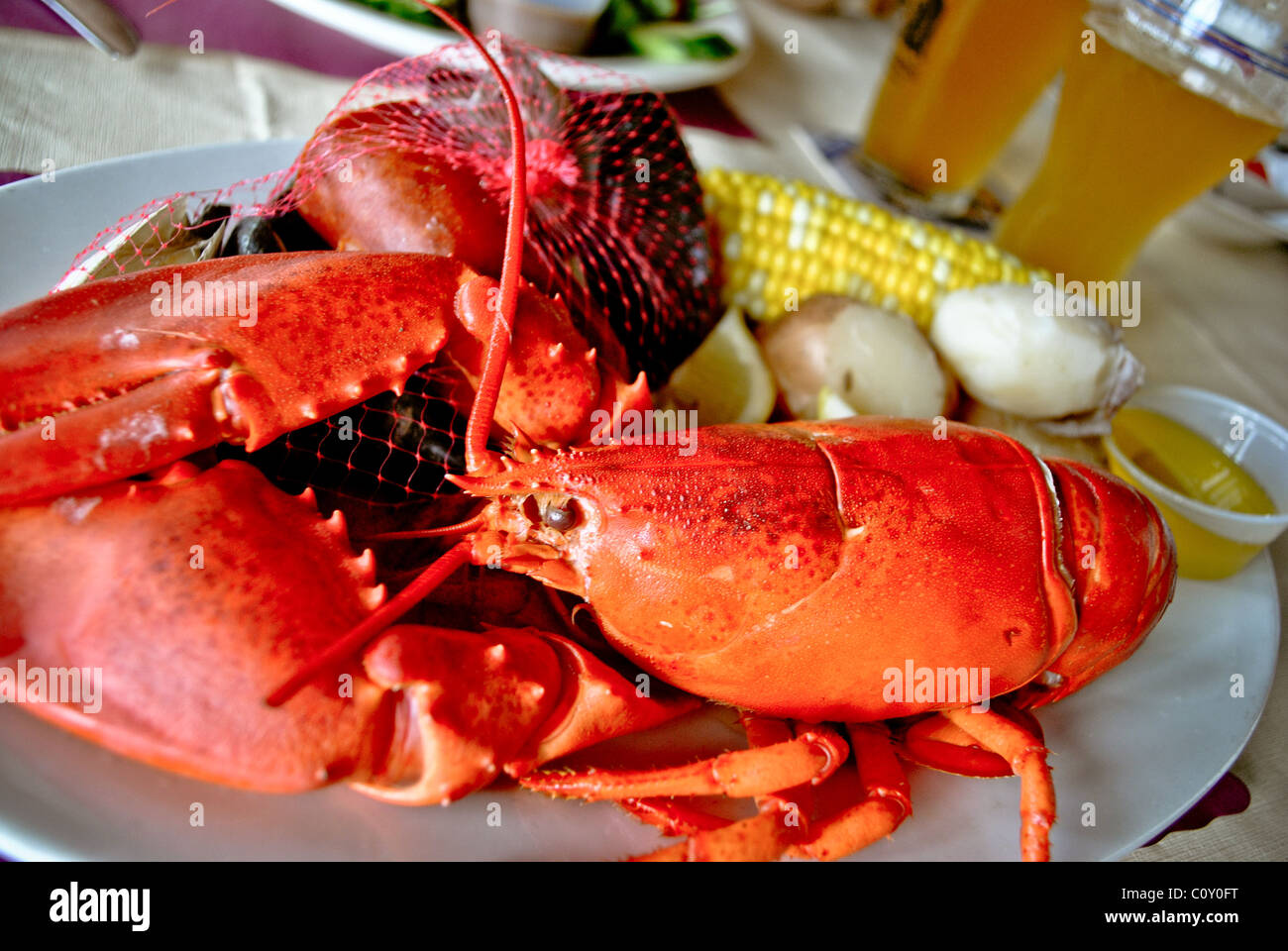 Cooked lobster with clams, corn and beer. Stock Photo