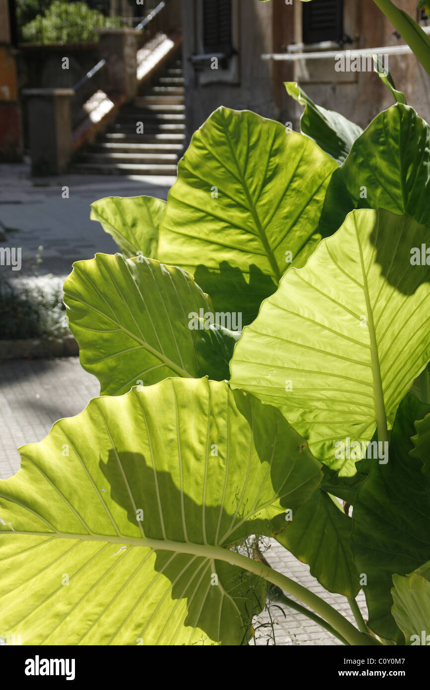 detail of big green tropical leaf plant in garden in city town Stock Photo