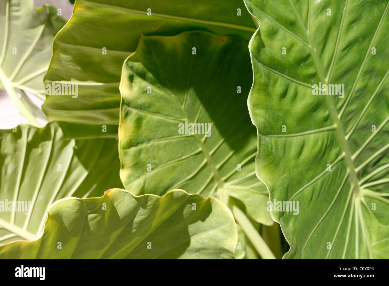 detail of big green tropical leaf plant in garden Stock Photo