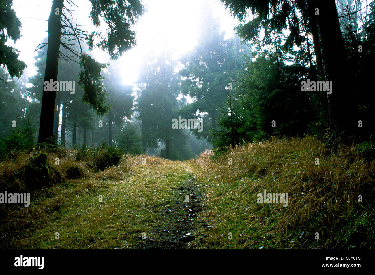 Tree Forest Misty High Resolution Stock Photography and Images - Alamy