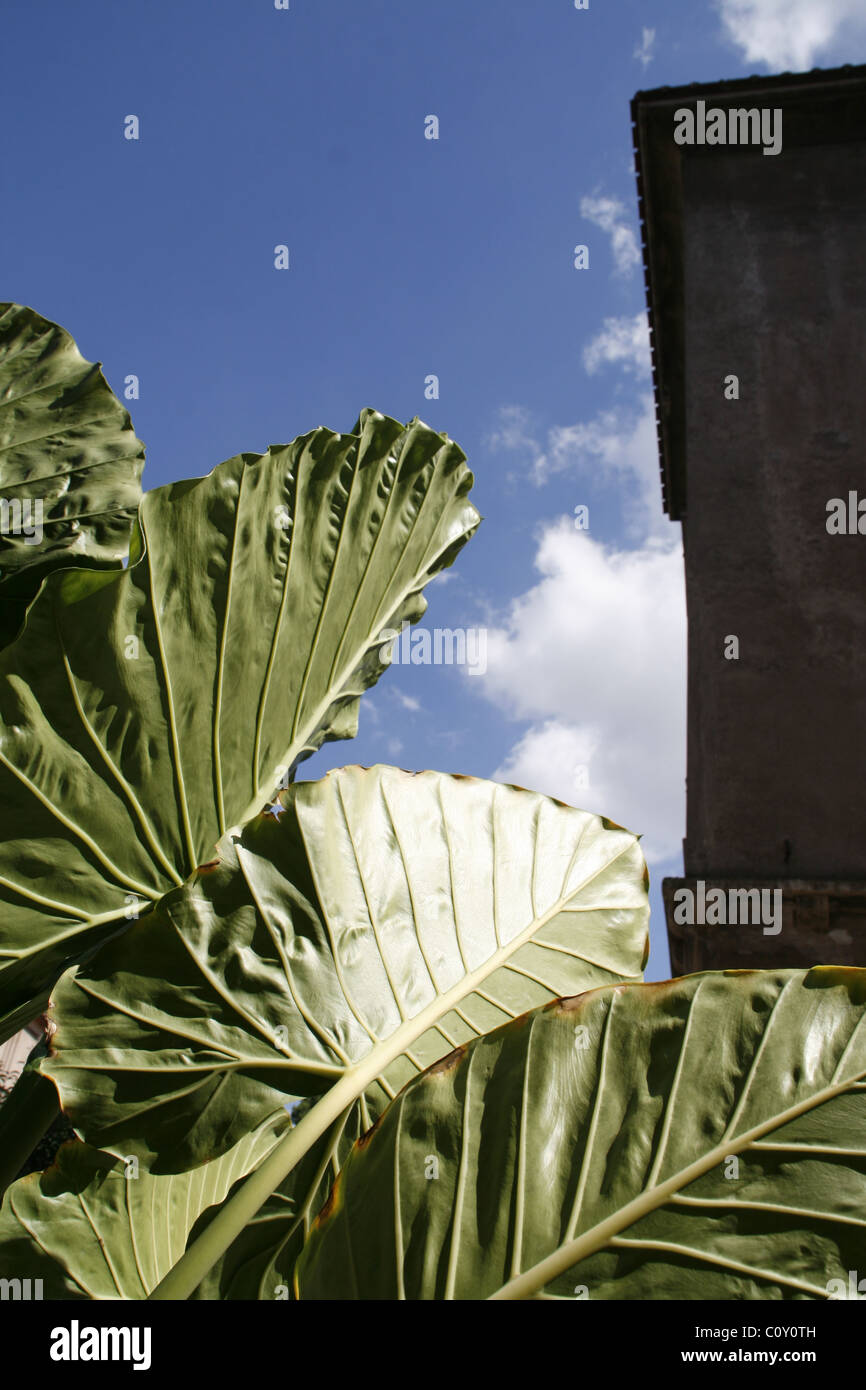 detail of big green tropical leaf plant in garden in city town Stock Photo
