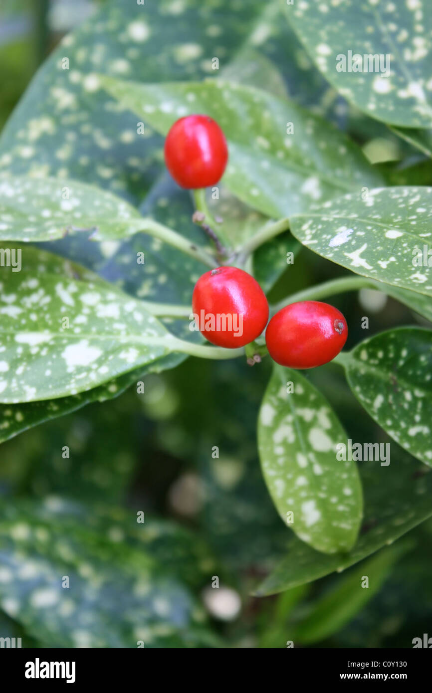 Flat leaf holly and berry in spring Stock Photo