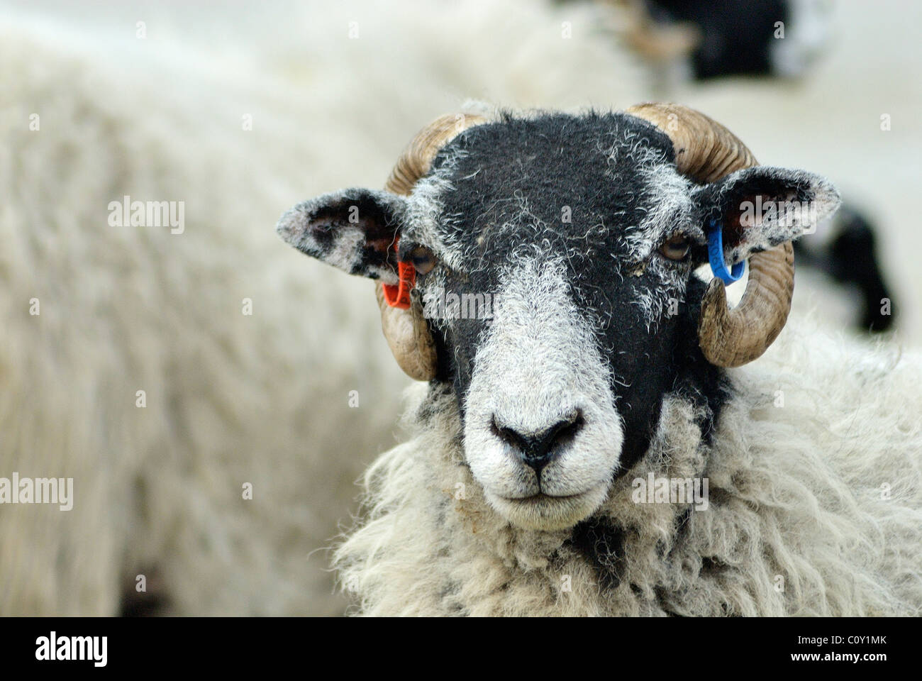 A close up head shot of a shaggy lamb / ram tagged on the ears, the