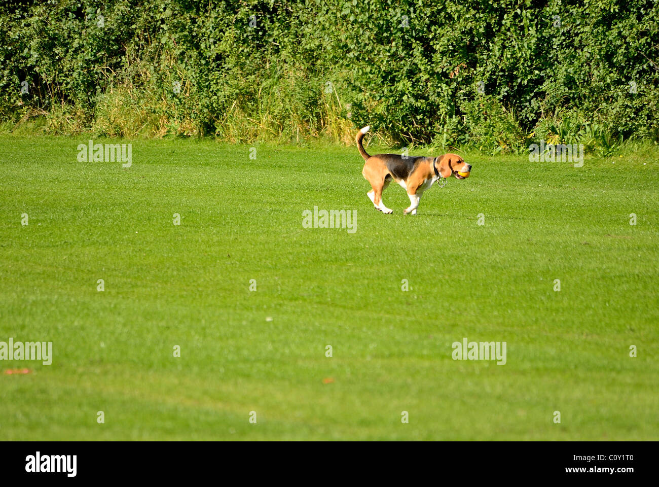 A dog running on a field at Washington with a tennis ball in its mouth ...