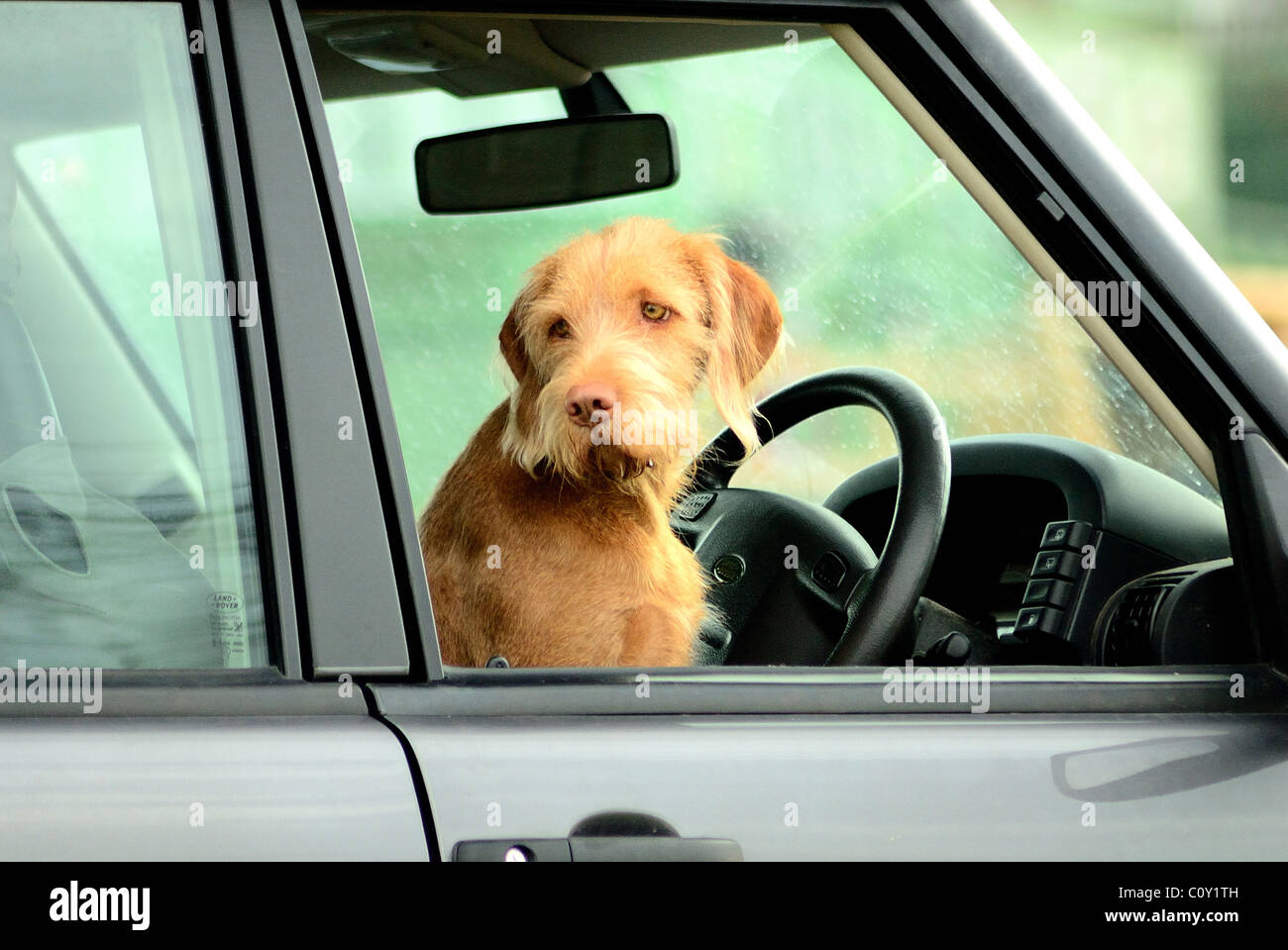 A shaggy dog that appears to be driving a car landrover on a camp site ...