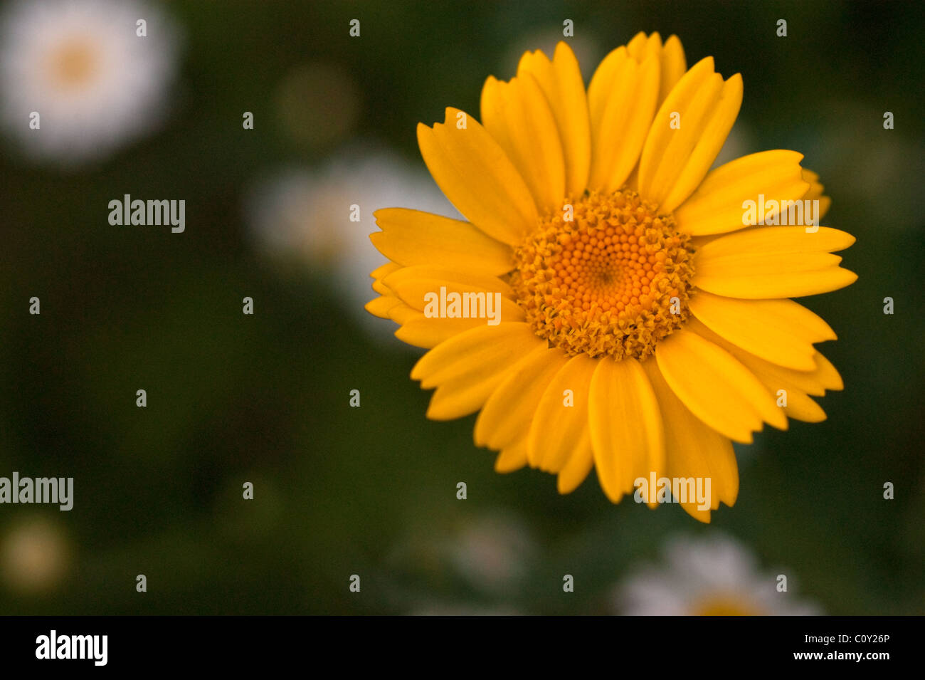 Corn Marigold Stock Photo