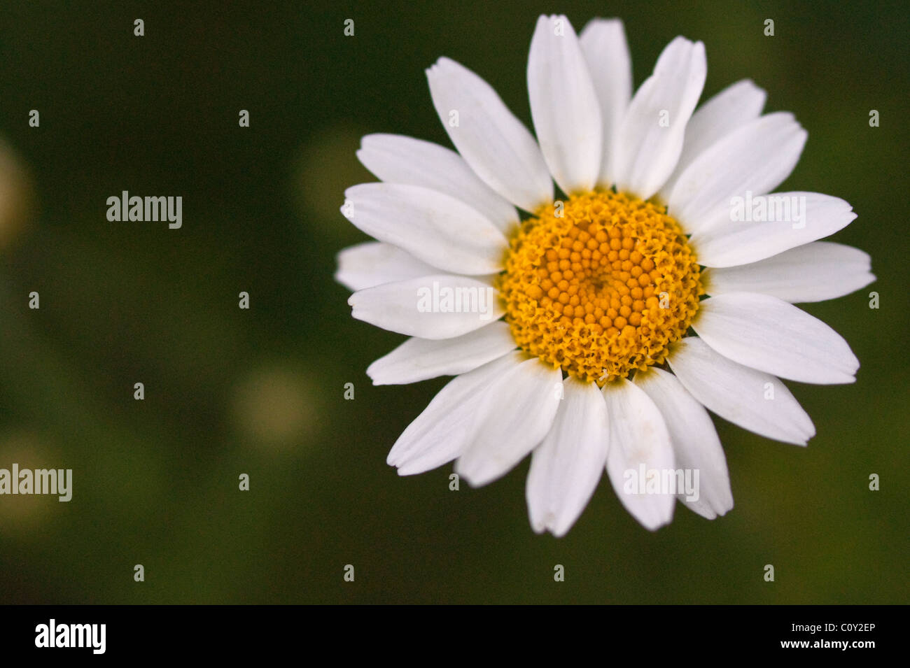 White daisy like flower Stock Photo