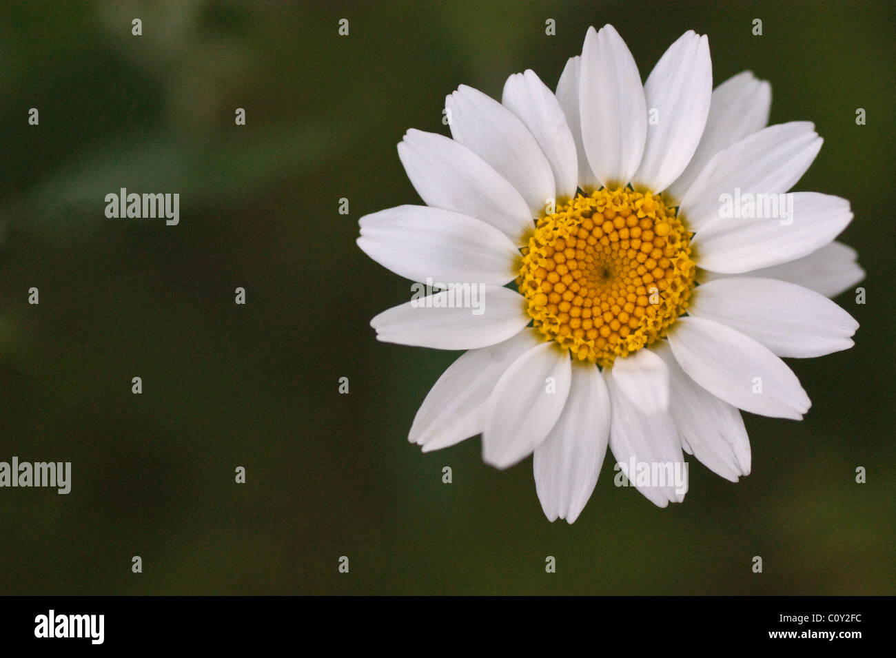 White daisy like flower Stock Photo
