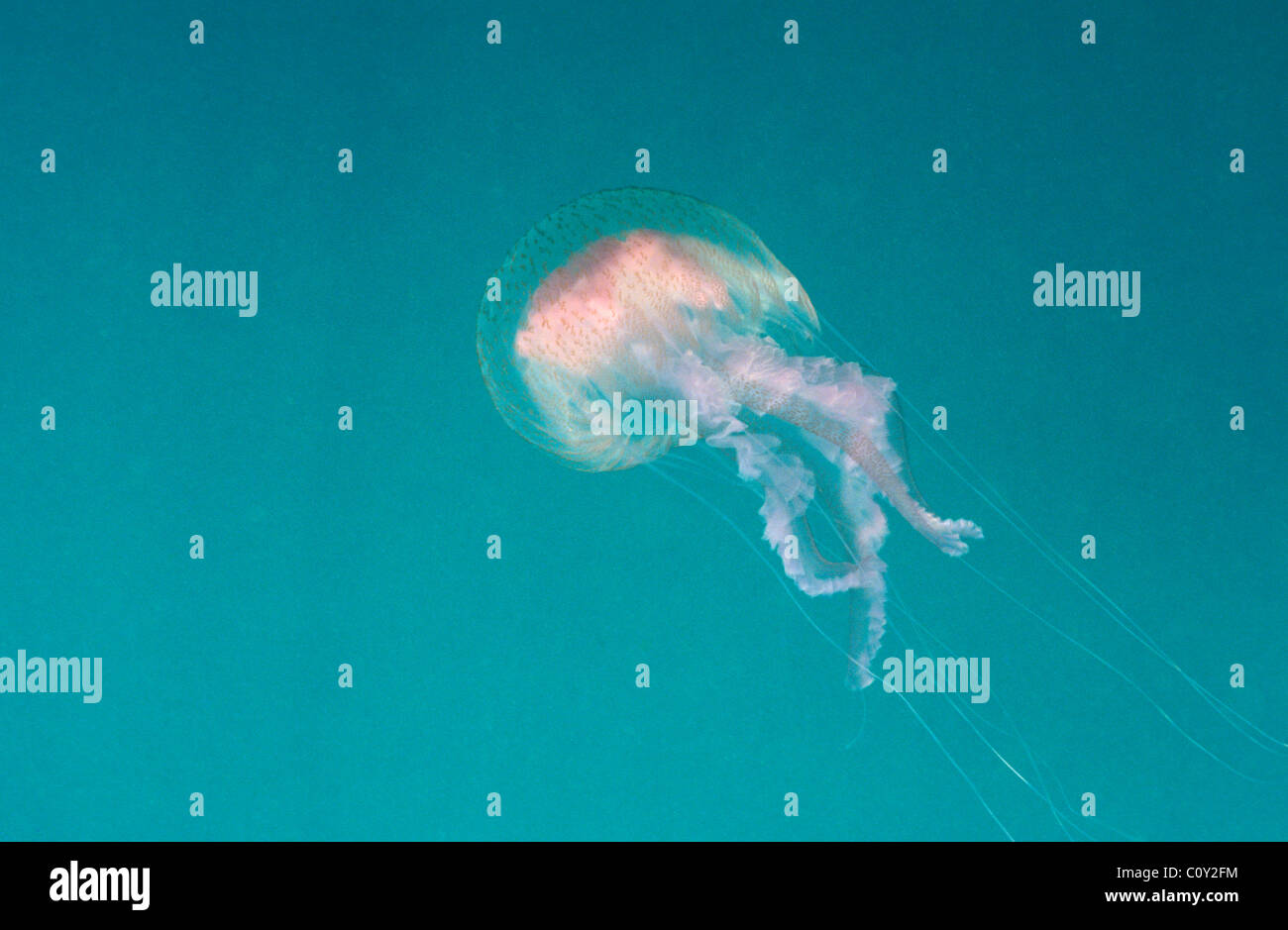 Luminescent jellyfish - Mauve stinger (Pelagia nocticula - Pelagia noctiluca) swimming Stock Photo