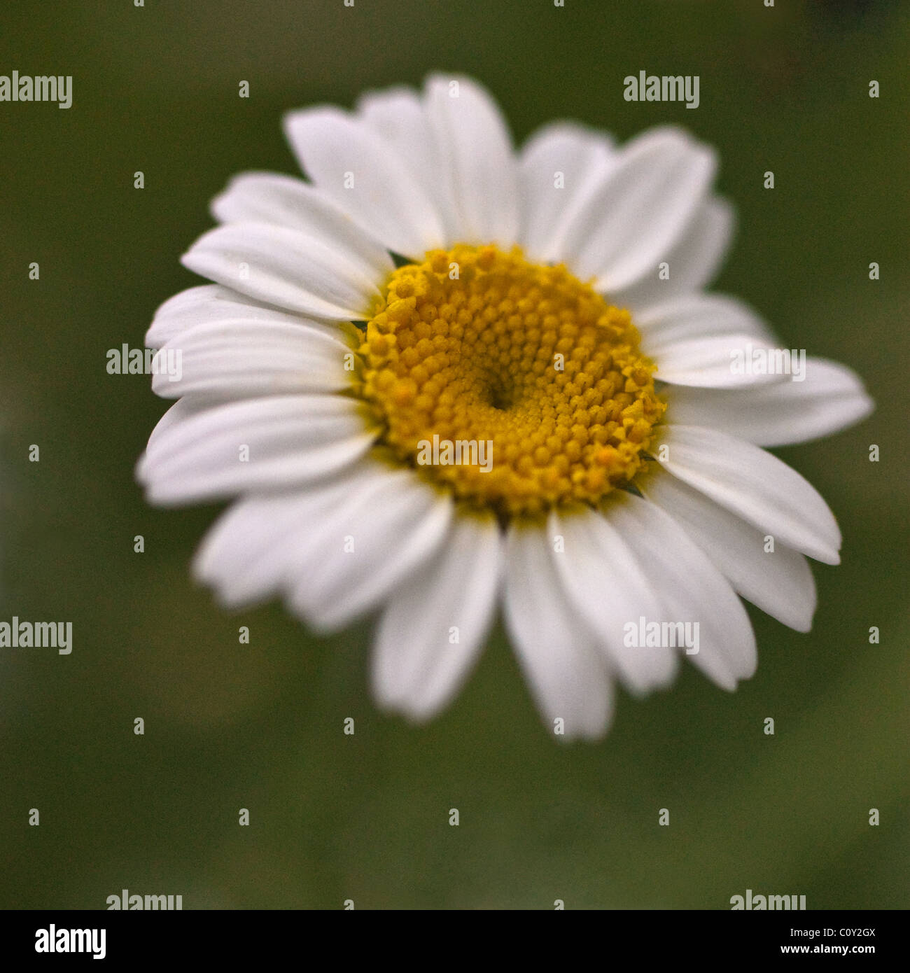 White daisy like flower Stock Photo