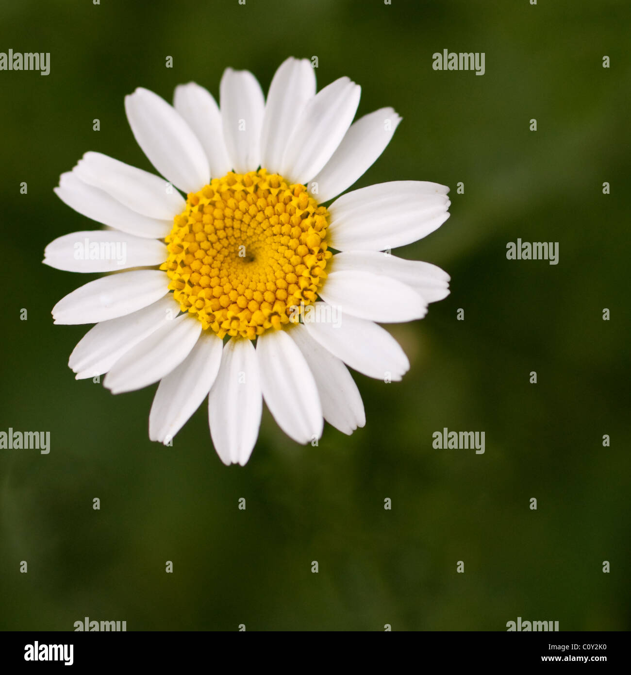 White daisy like flower Stock Photo