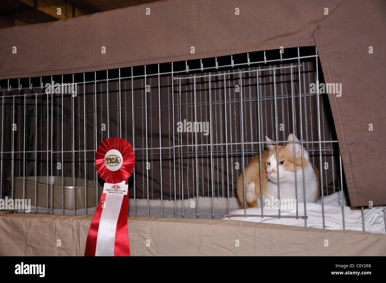 Norwegian Forest Cat Stock Photo