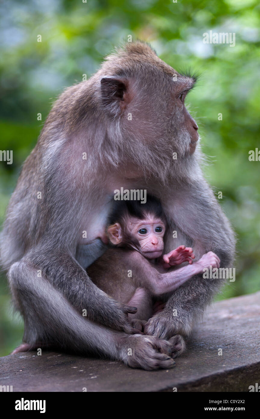 Female Balinese long tailed macacque and baby  Stock Photo