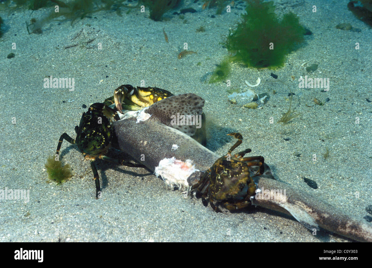 Common shore crab European green crab (Carcinus maenas) group eating