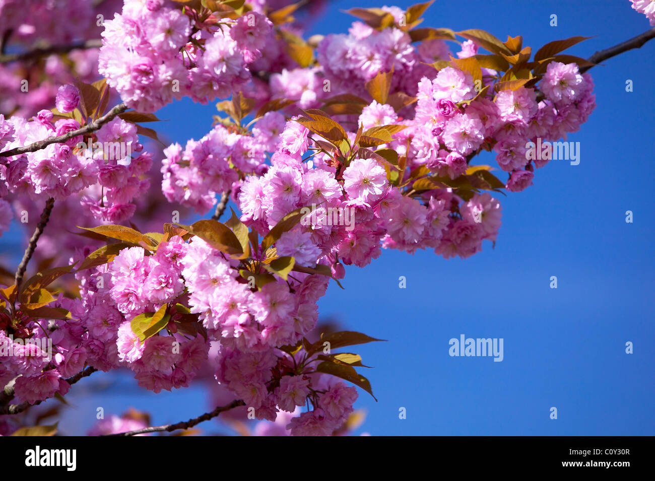 Blossom tree against a deep blue sky Stock Photo - Alamy