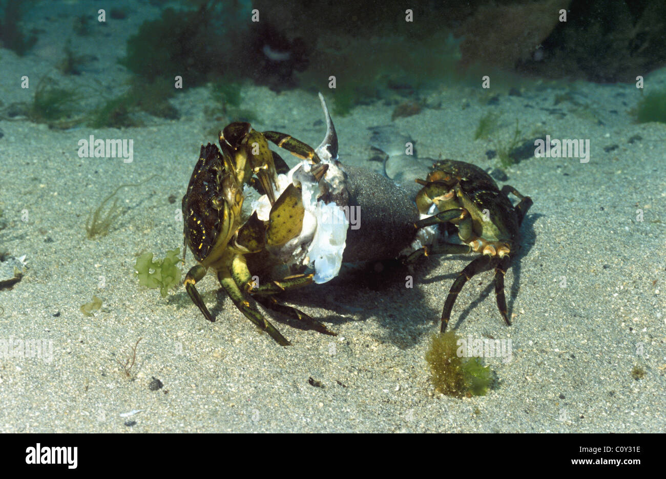 Common shore crab European green crab (Carcinus maenas) group eating