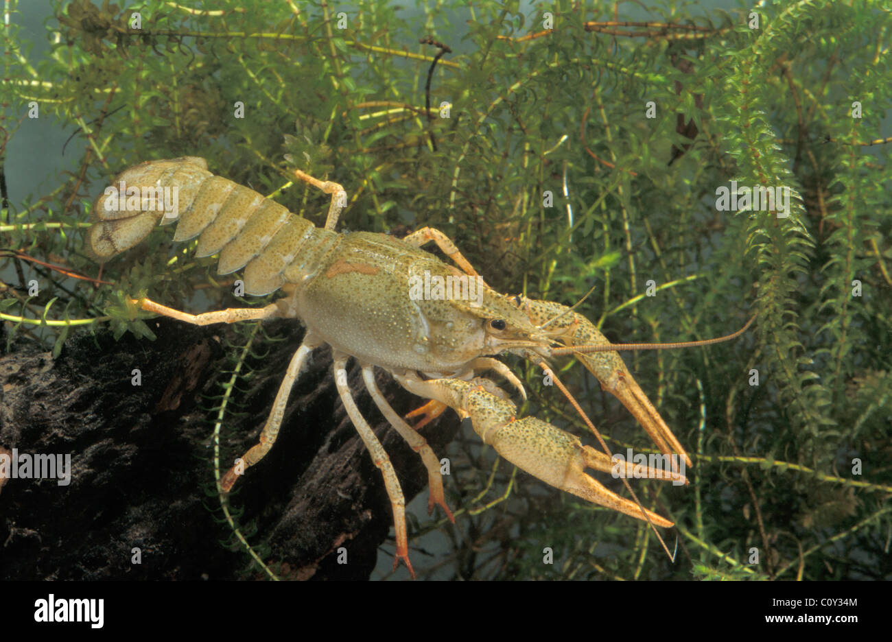 Turkish crayfish - Narrow-clawed crayfish - Galician crayfish - Danube crayfish (Astacus leptodactylus) underwater Stock Photo