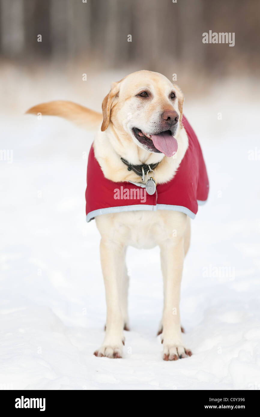 Yellow Labrador Retriever dog wearing his outdoor coat on a cold winter day.  Winnipeg, Manitoba, Canada. Stock Photo