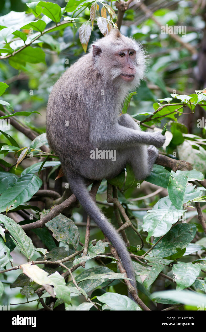 Balinese long tailed macacques Stock Photo