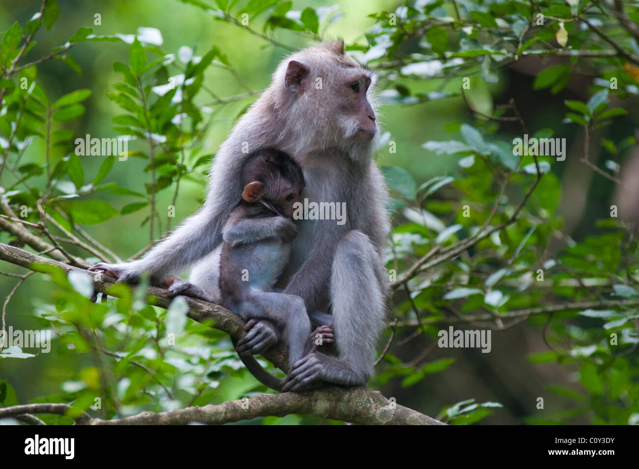 Female Balinese long tailed macacque and baby Stock Photo