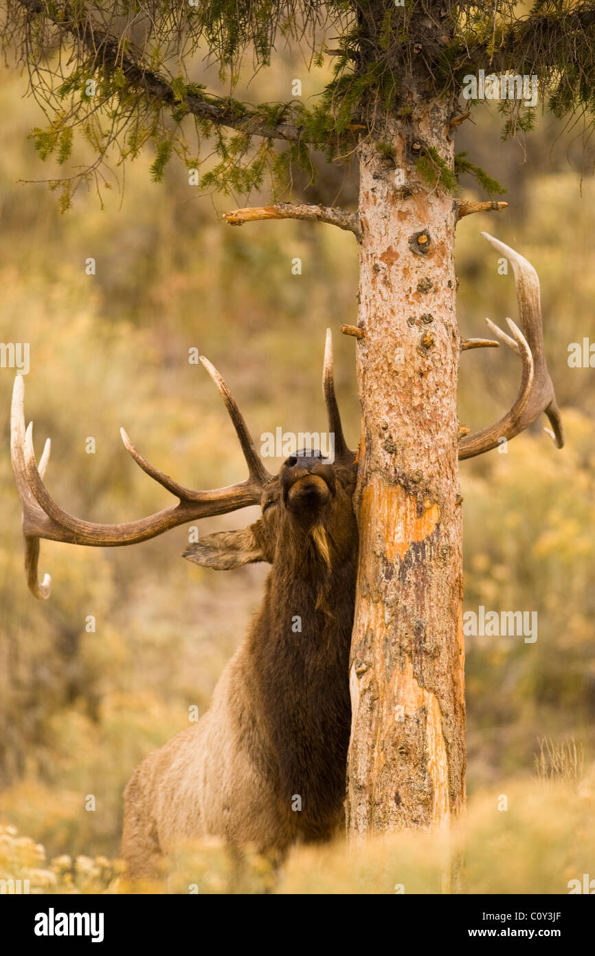 A bull elk is rubs his antlers an bites on a tree to mark his territory Yellowstone National Park. Photo by Gus Curtis. Stock Photo